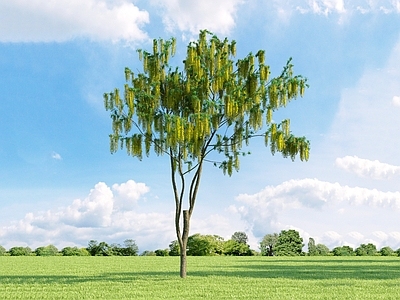 现代 毒豆 树 园林植物 街道树 树 树木