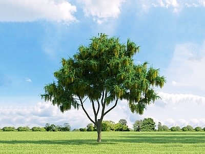 现代 毒豆 景观树 园林植物 街道树 庭院树 树木