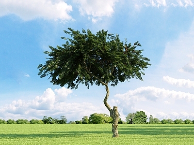 现代 火炬树 景观树 园林植物 街道树 庭院树 树木