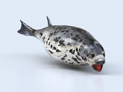 海豹 海狮