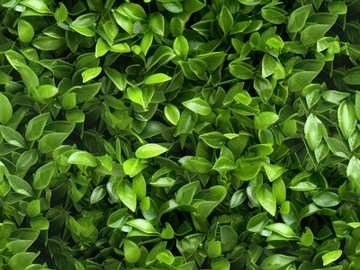 绿色绿植墙