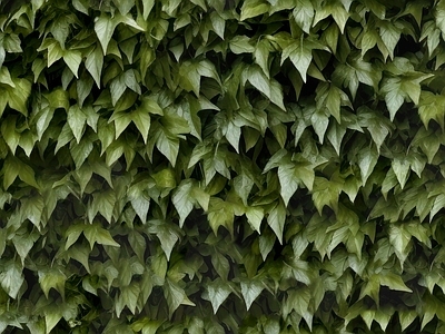 绿色绿植墙