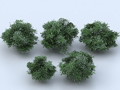 灌木 绿植 杜鹃花 植被 草 花 低面植物