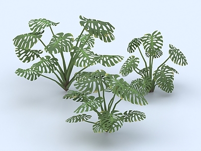 龟背竹 绿植 植物 灌木 花草 盆栽