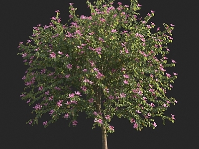 红花羊蹄甲 洋紫荆 花树