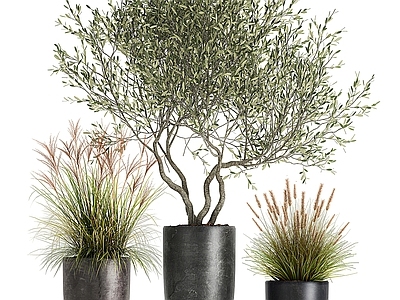 盆栽 现代绿植盆栽 盆栽植物 盆栽盆景