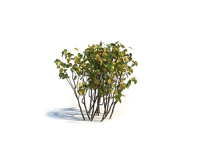 灌木 园林 植物