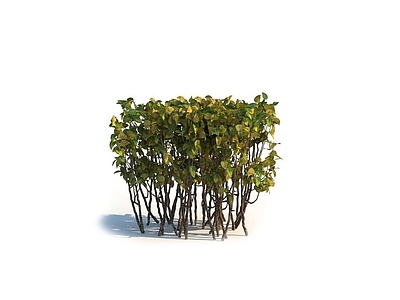 冬青 秋季灌木 园林 景观植物 行道灌木