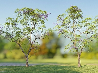 乔木 景观树 蓝花楹