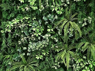 植物墙绿植