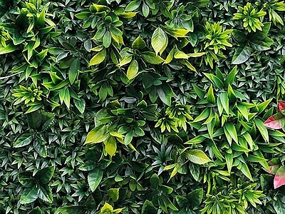 植物墙绿植