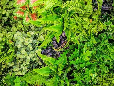 植物墙绿植