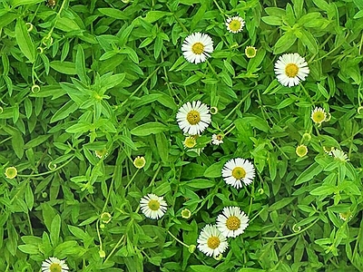 无缝植物墙绿植墙花朵