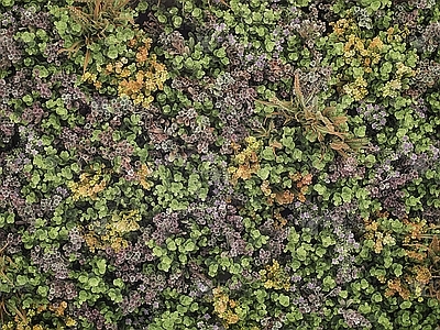 无缝五彩缤纷花卉花丛植物墙