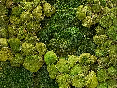植物墙绿植墙