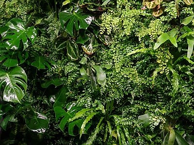 植物墙绿植墙