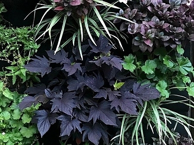 绿植墙植物墙