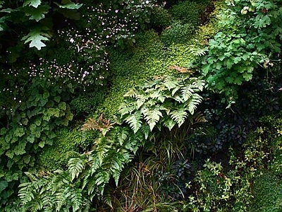 绿植墙植物墙