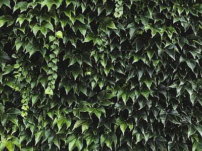绿色植物墙