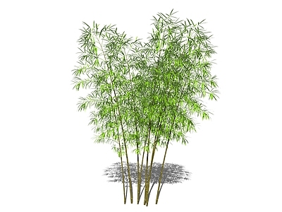 竹子植物组团