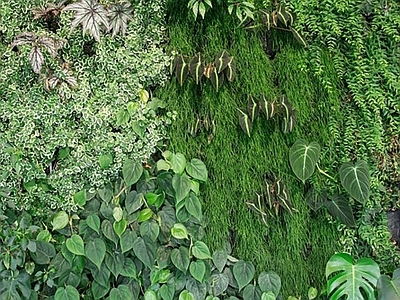 绿植墙植物墙