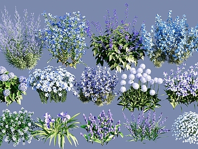 蓝色主题开花灌木地被 鼠尾草 狼尾草 百子莲 鸢尾