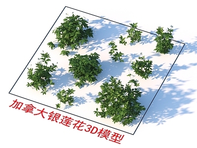 植物灌木 加拿大银莲花
