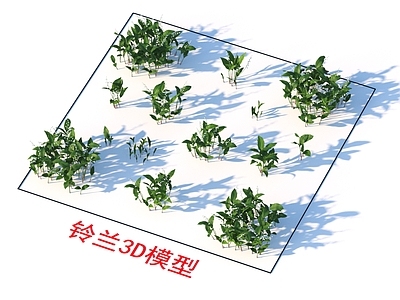 铃兰 植物