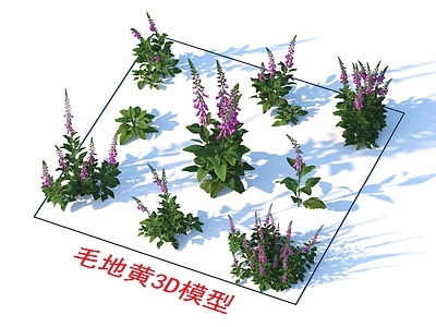 植物 毛地黄