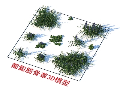 植物 匍匐筋骨草