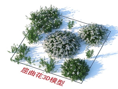 植物 屈曲花