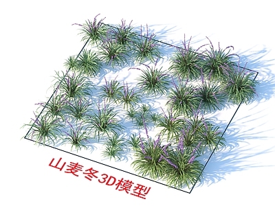 山麦冬 植物