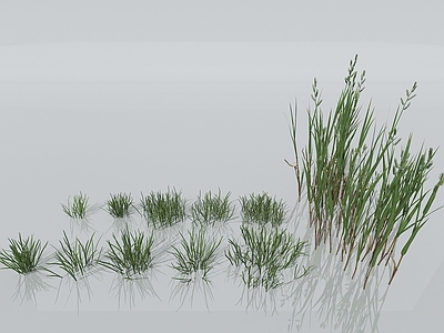 草 小草 杂草 青草 野草 草原 草地 植物 狗尾巴草 森林 树林 自然