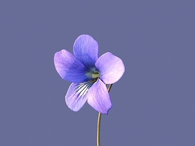 花 野花 花朵