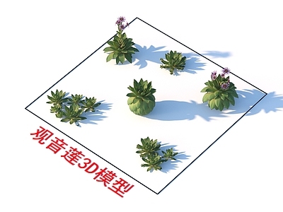 观音莲 植物 灌木