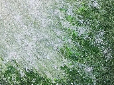 墙面苔藓