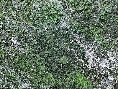 墙面苔藓