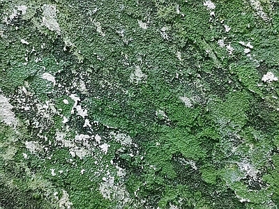墙面苔藓