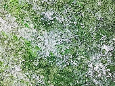 墙面苔藓