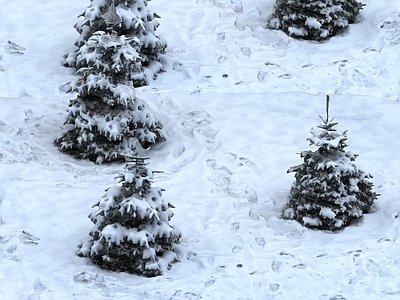 雪景乔木 积雪 雪地 雪松 松树