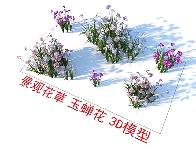 景观花草组合 玉蝉花 植物