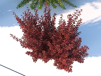 景观花草 紫叶小檗 灌木