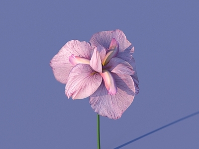 花 野花 绿植 花朵