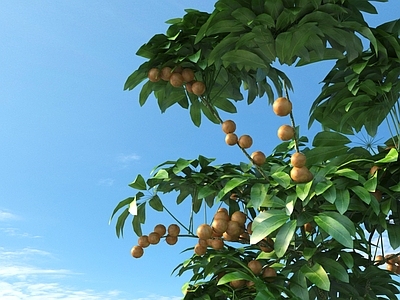 龙眼果 龙眼树植物