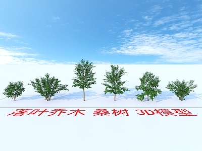 落叶乔木 桑树 植物