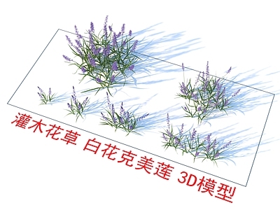 白花克美莲 植物