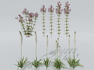 花卉植物 独尾草 拉拉藤 杂草 绣球花 金枝