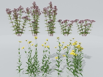 花卉植物 佩兰 牛至 日光菊 杂草 芦苇