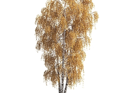 景观树庭院树造型树景观植物落叶树
