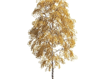 黄叶树彩色树乔木植物景观树庭院树大树秋天树